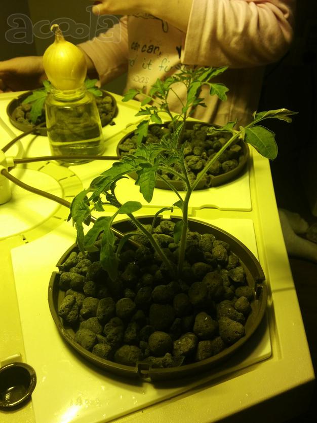 гидропоника выращивание семян